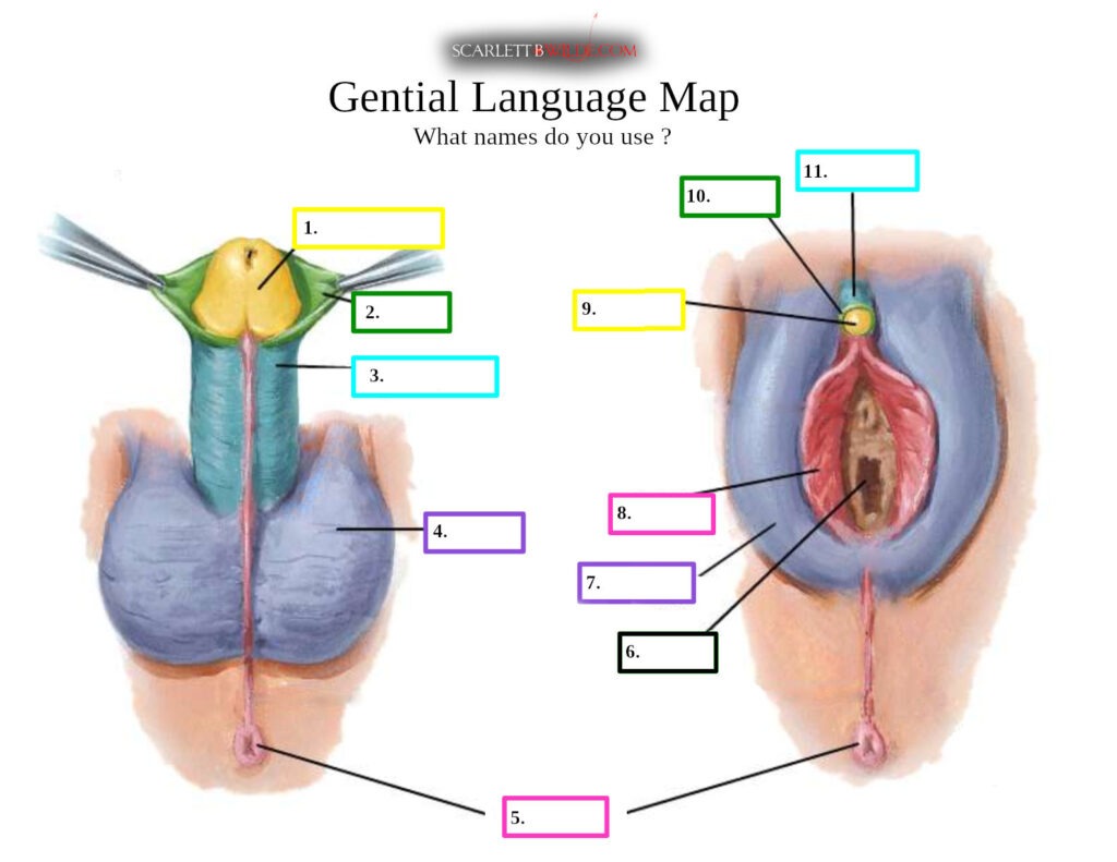 Diagram with a colour Map of both genitalia showing which same tissue is used in both cases.